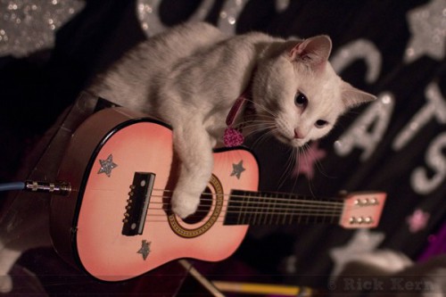 Acro-Cats / The Rock CatsNovember 14, 2010Austin, Texas