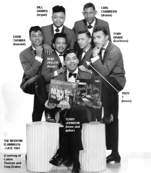 Flamingos 1961